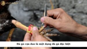 Đá gà cựa dao là một dạng đá gà đặc biệt