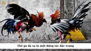 Thế gà đá xạ là một động tác đặc trưng trong nhiều hệ phái võ thuật