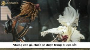 Những con gà chiến sẽ được trang bị cựa sắt 